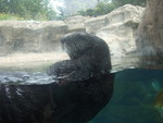 Oregon Aquarium Sea Otter