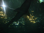 Oregon Aquarium Shark