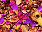 autumn petals