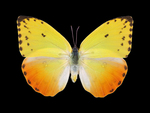 yellow butterfly