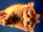 mirrored kitty