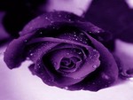 Beautiful Puple rose