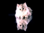 white mirrored kitty cat