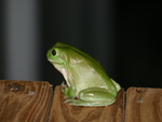 TREE FROG WHO LIVES IN OUR GARDEN