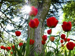 Red Tulips