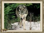 Wolf in Frame
