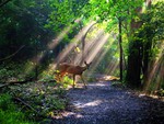 Deer in Forest