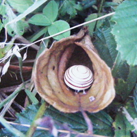 snail