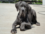 Bruno Neapolitan Mastiff