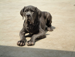 Bruno Neapolitan Mastiff 2