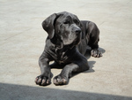 Bruno Neapolitan Mastiff 2