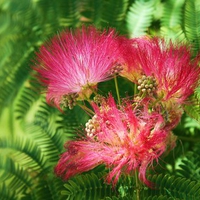 Mimosa Blooms