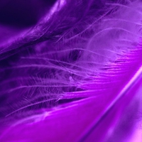 feather