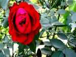 a rose