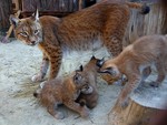 Mama Linx and her Cubs
