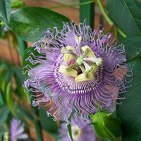 Passion Flower