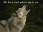Lonely  Wolf