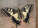 Swallowtail