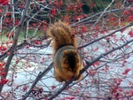 Winter Squirrel