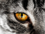 Cat Eye