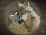 Wolf Love