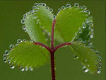 leaf and drops