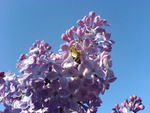 lilac and honeybee