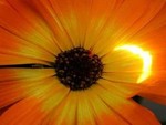 Eclipse of a Flower