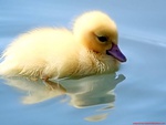 Sweet duckling