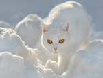 white cat