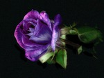 Purple rose