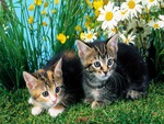 Cute cats