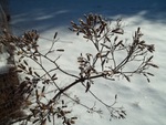 Winter seed