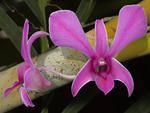 orchid