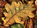 fallen leaf