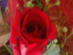 Red rose