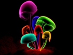 COLORFUL MUSHROOMS
