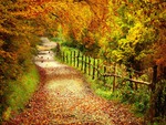 Autumn Path