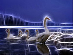 Swans