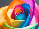 Colorful rose