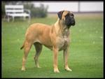 bullmastiff