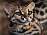 Jaguatirica [Brazilian Ocelot]