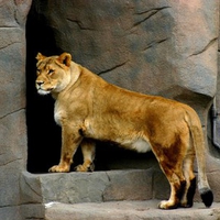 Lion