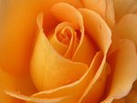 orange rose