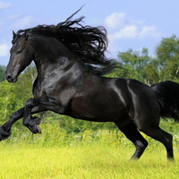 Running Through Gold Meadows