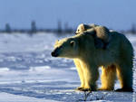 Polar bear mother and cub in Artic tundra