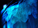 what a beautiful parrot's wings
