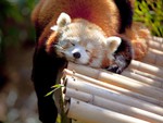 Red Panda