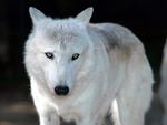 Beautiful Wolf