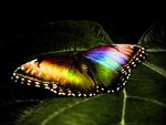 COLORFUL BUTTERFLY